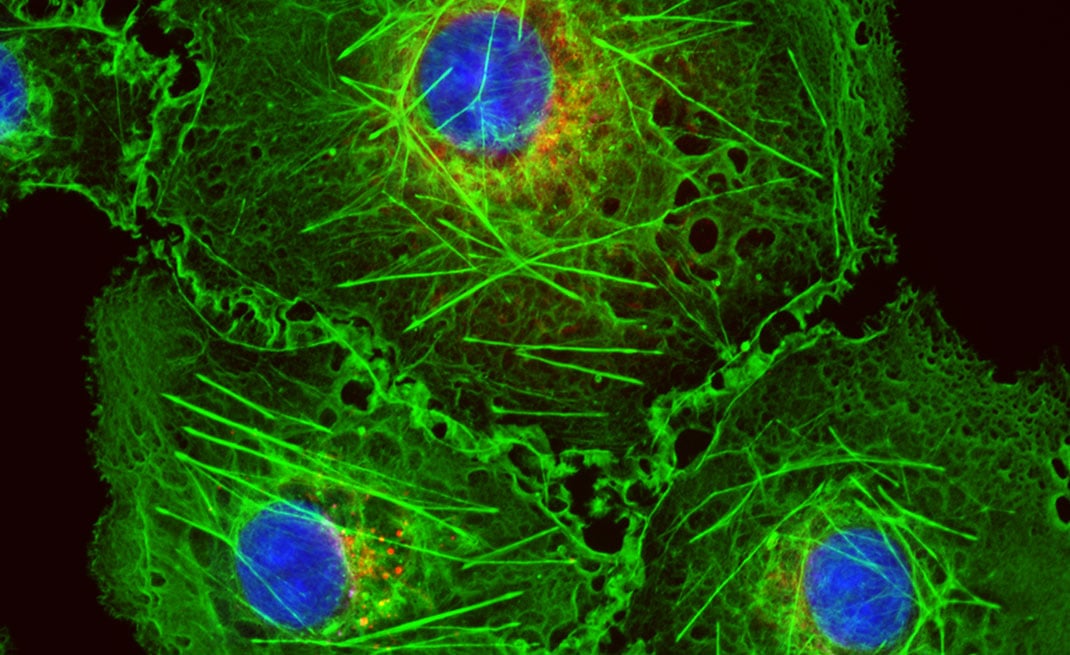 ApplicPhoto_Biology-Cell-NAV