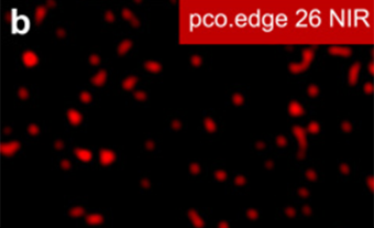 Excelitas’ Senior Imaging Product & Application Scientist Gerhard Holst, PhD, co-authored a research article in Optics Express that details the development of a novel super-resolution structured illumination microscope that is purpose-built for imaging in the near-infrared (NIR) wavelength range.